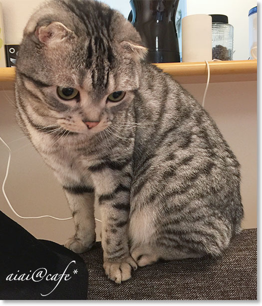 3歳になったロボたん_a0056451_15515533.jpg