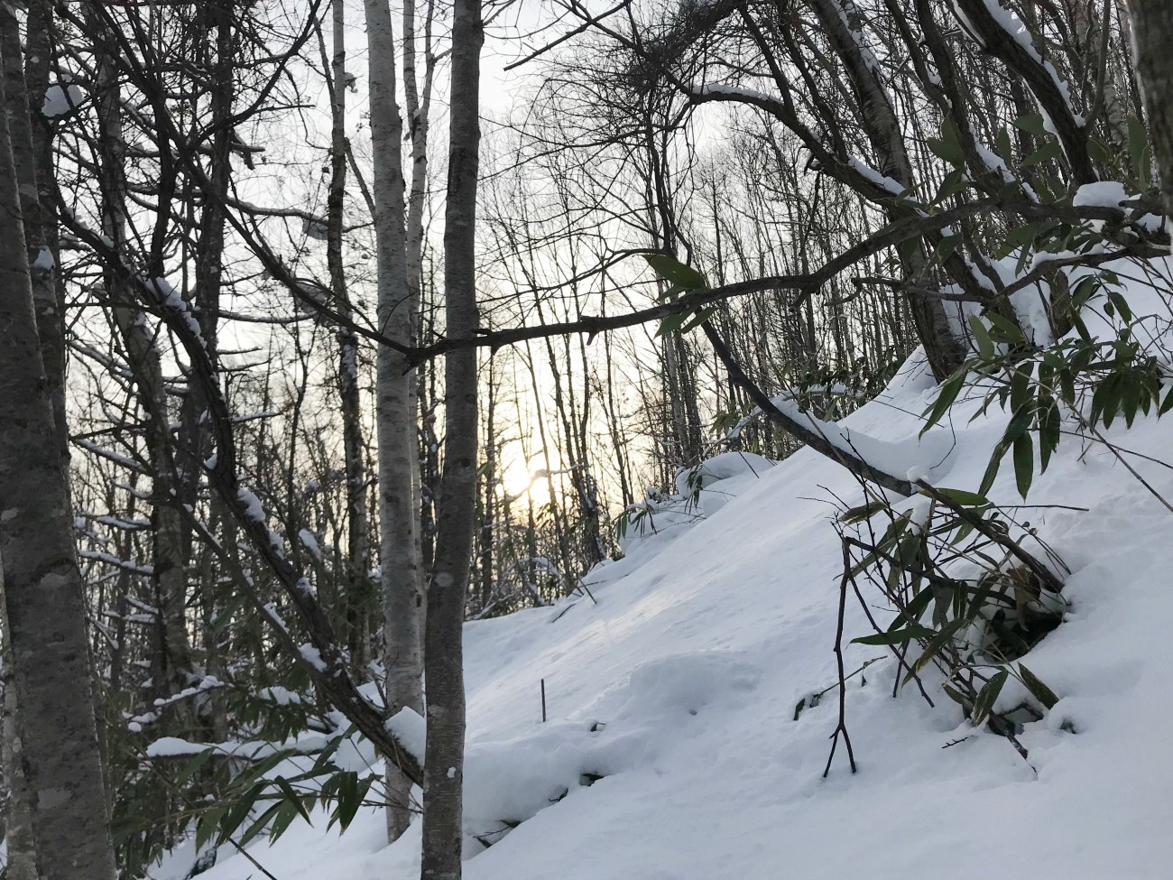 ☆2018.1.16 野牛山_e0105954_11535357.jpg