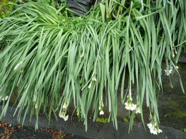 c0043055_15434878.jpg