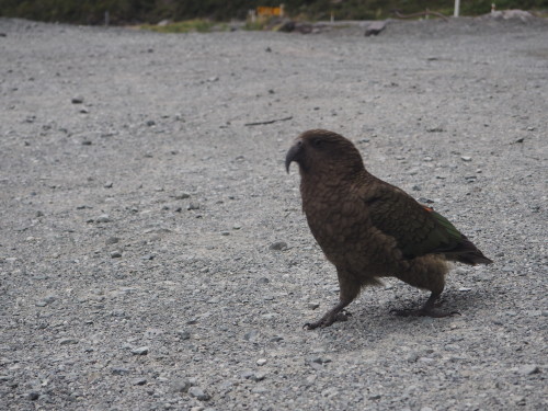 大迫力のユニークな地形！Fiordland National ParkでMilford Soundのクルージング ～NZバスの旅 18日目～_c0351060_01502550.jpg