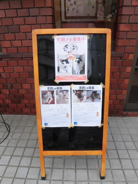 里親様募集中!_e0367571_10281205.jpg