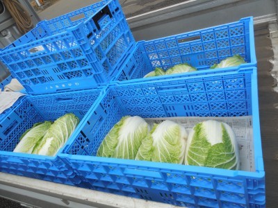 学校給食用白菜出荷_c0332682_17485531.jpg