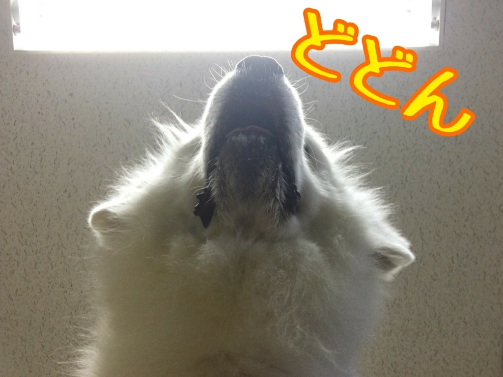 お泊まり頑張ってます🤗_f0357682_12350371.jpg
