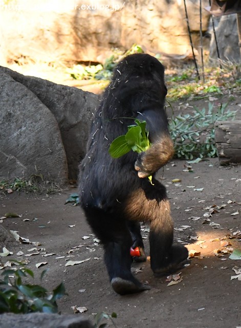 ２０１７年１２月　上野動物園　その１　初めましてのリキくん_a0052986_7313591.jpg