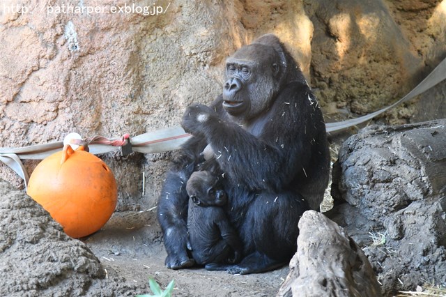 ２０１７年１２月　上野動物園　その１　初めましてのリキくん_a0052986_7324688.jpg