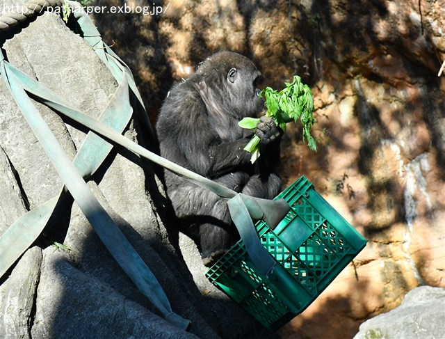 ２０１７年１２月　上野動物園　その１　初めましてのリキくん_a0052986_741895.jpg