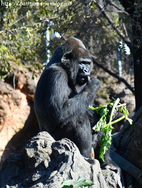 ２０１７年１２月　上野動物園　その１　初めましてのリキくん_a0052986_7453326.jpg