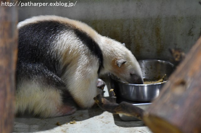 ２０１７年１２月　上野動物園　その１　初めましてのリキくん_a0052986_7484568.jpg