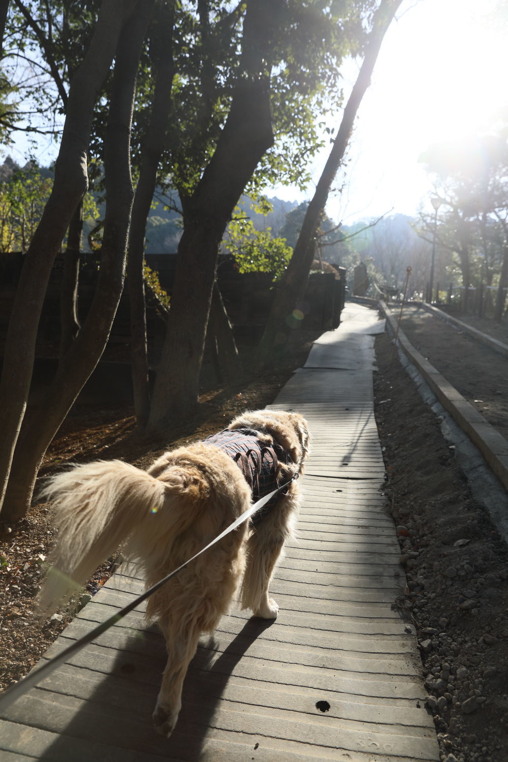 池の公園入り口までお散歩_b0275998_02344488.jpg