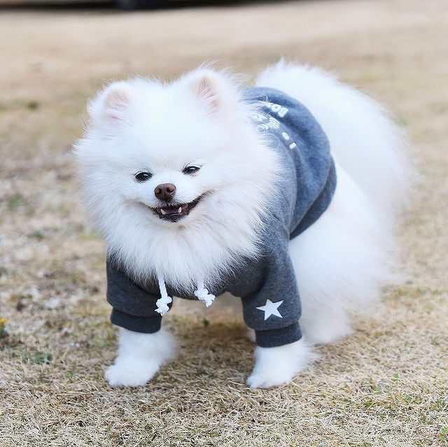 心臓病、少し進行_d0360206_00095180.jpg