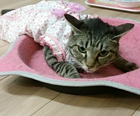 e0144012_13274186.jpeg