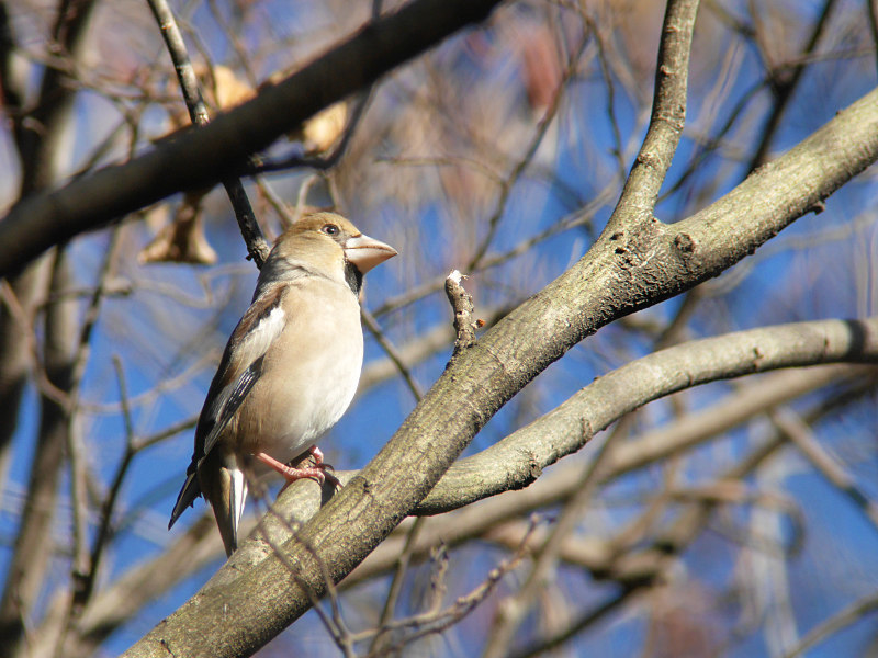 1/14　A公園にて1_f0051915_05375201.jpg