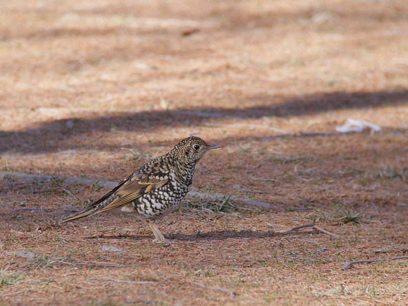 1/14　A公園にて2_f0051915_22575210.jpg