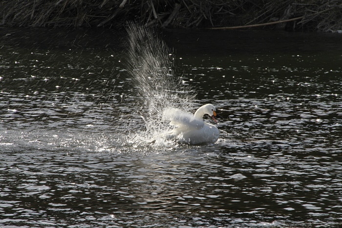 白鳥が続きます_d0026817_20273082.jpg