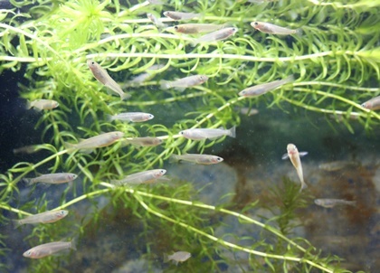 水草が凄いことになっている_b0312424_14151504.jpg