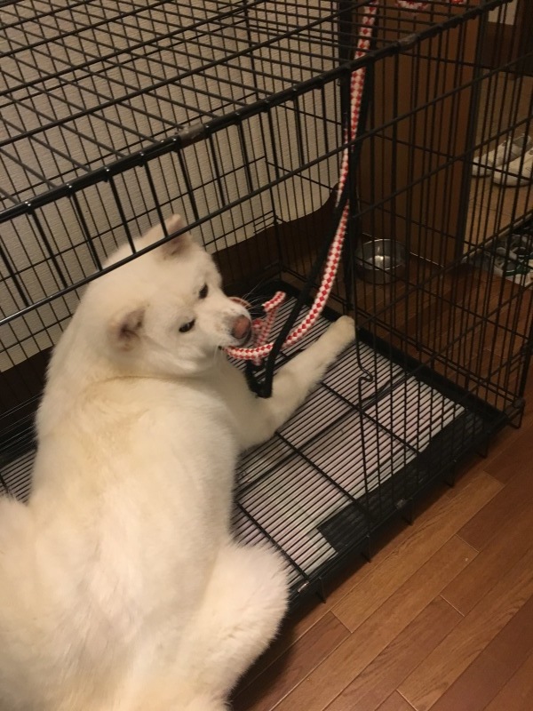e0364035_21351731.jpeg