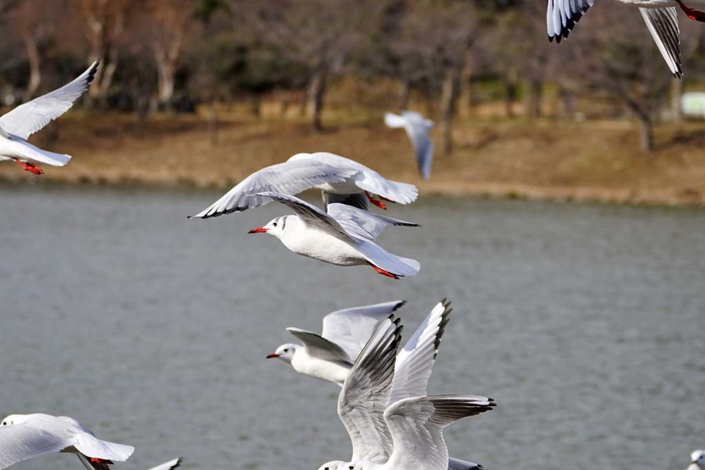 鶴見緑地のユリカモメ@2018-01-11_d0250840_23161460.jpg