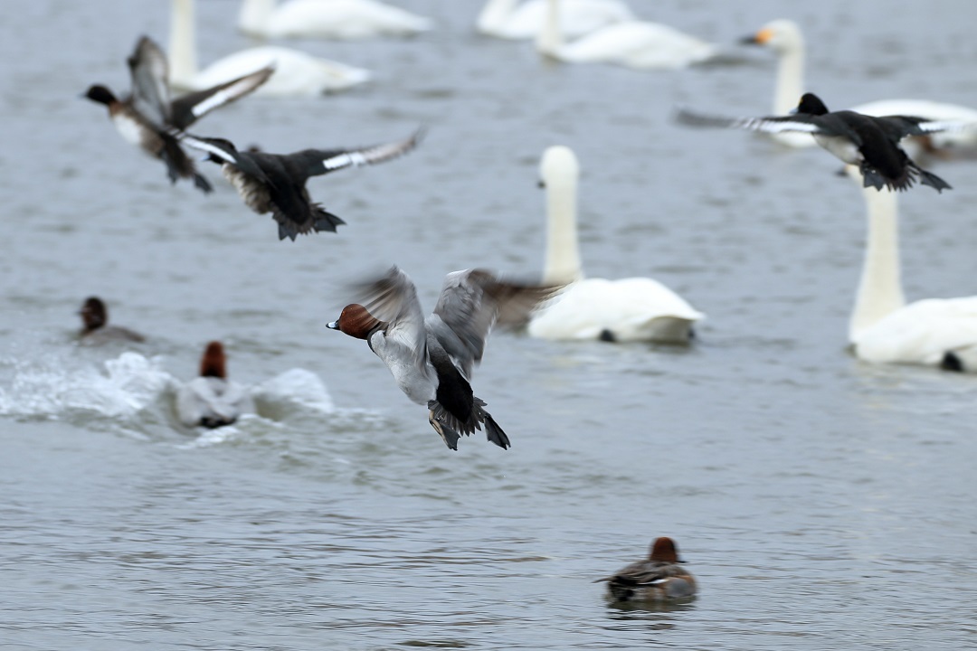 白鳥の湖_b0221150_16074028.jpg