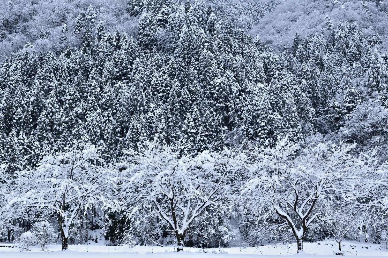 雪景色 ４　　　滋賀県_d0286954_17471351.jpg