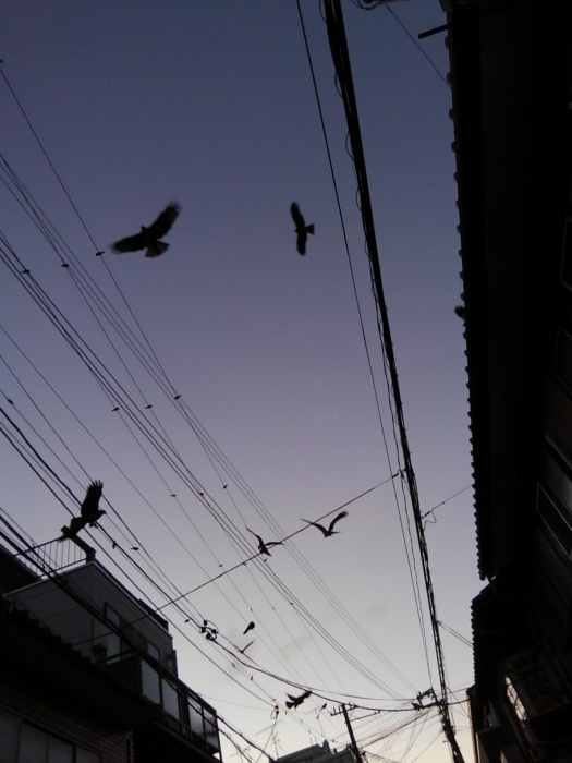 夕暮れ_f0246254_23073538.jpg