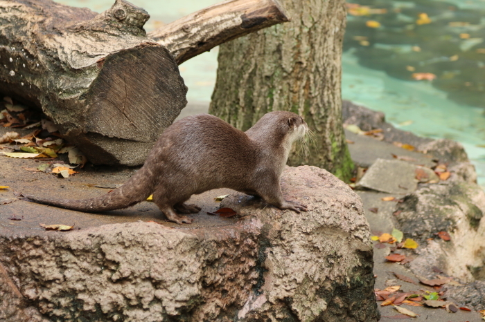 千葉市動物公園　カワウソさん♪_d0152261_11521162.jpg