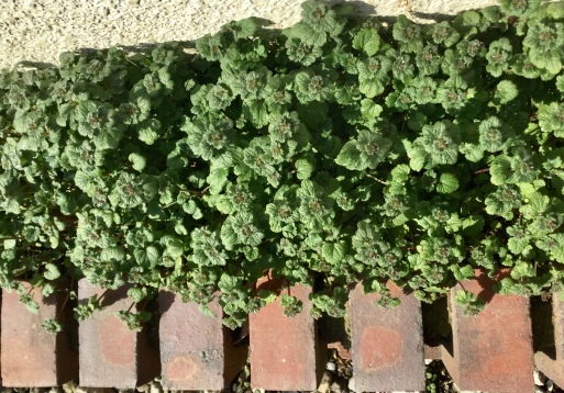 a0053063_18244768.jpeg