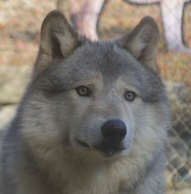 1月6日のとくしま動物園のユウキ_b0014576_22061097.jpg