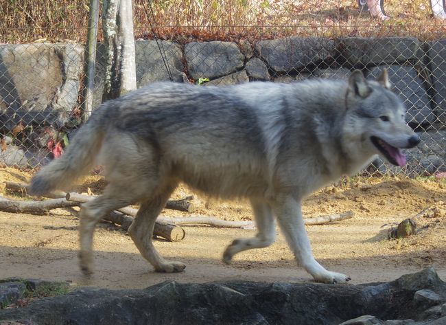 1月6日のとくしま動物園のユウキ_b0014576_22141291.jpg