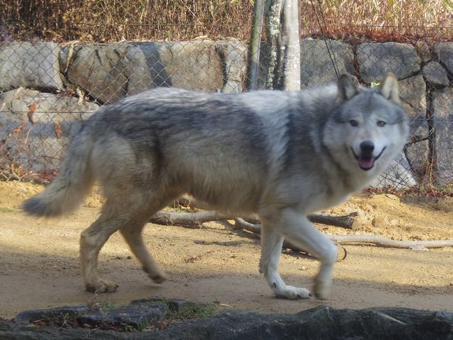 1月6日のとくしま動物園のユウキ_b0014576_22150891.jpg