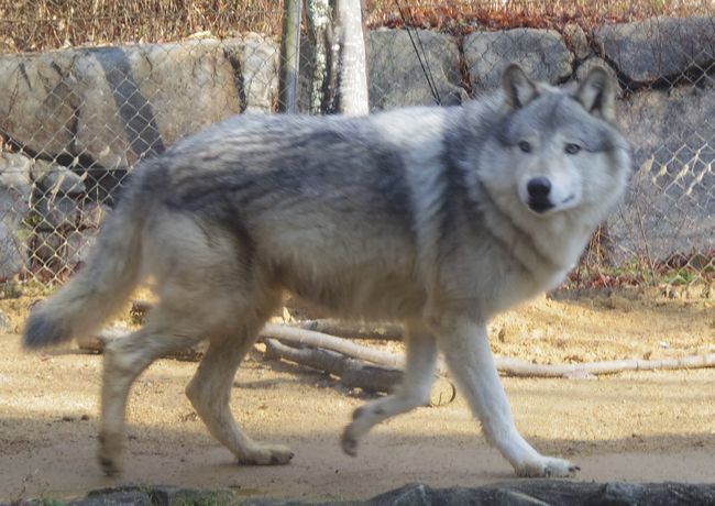 1月6日のとくしま動物園のユウキ_b0014576_22151455.jpg