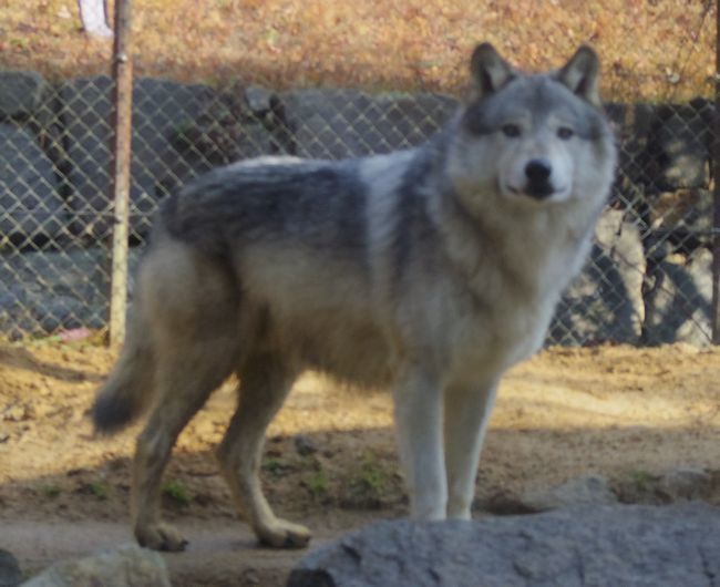 1月6日のとくしま動物園のユウキ_b0014576_22152338.jpg