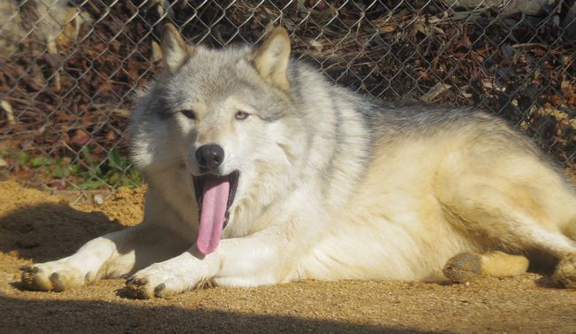 1月6日のとくしま動物園のユウキ_b0014576_22163714.jpg