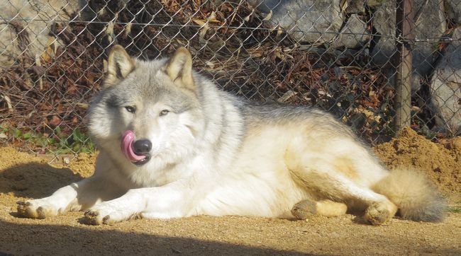 1月6日のとくしま動物園のユウキ_b0014576_22164051.jpg