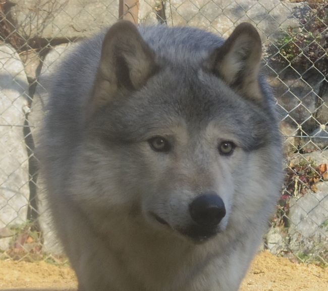 1月6日のとくしま動物園のユウキ_b0014576_22185434.jpg