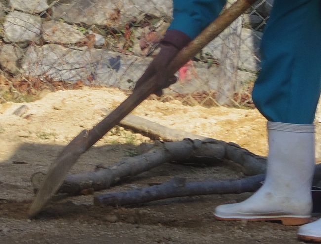 1月6日のとくしま動物園のユウキ_b0014576_22193632.jpg