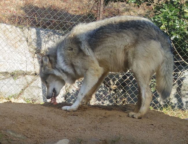 1月6日のとくしま動物園のユウキ_b0014576_22194376.jpg