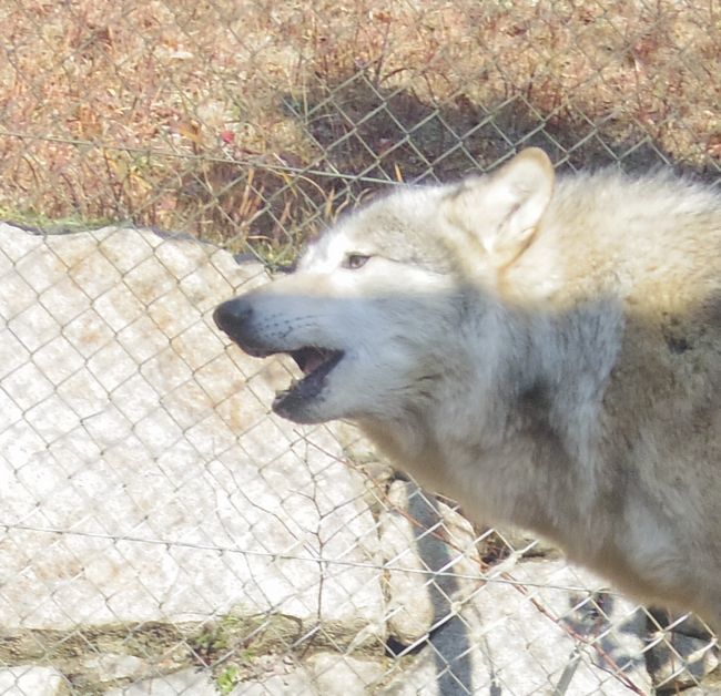 1月6日のとくしま動物園のユウキ_b0014576_22195027.jpg