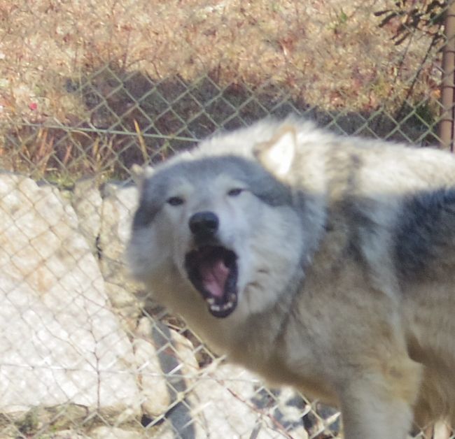 1月6日のとくしま動物園のユウキ_b0014576_22195411.jpg