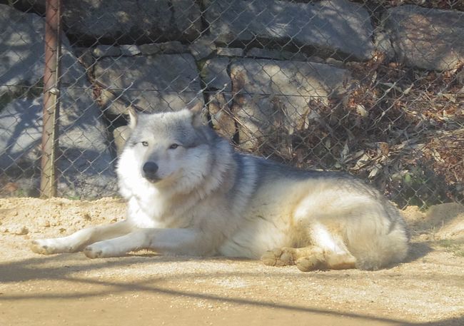 1月6日のとくしま動物園のユウキ_b0014576_22292639.jpg