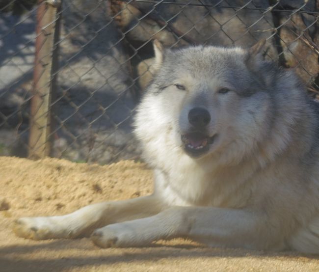 1月6日のとくしま動物園のユウキ_b0014576_22293173.jpg