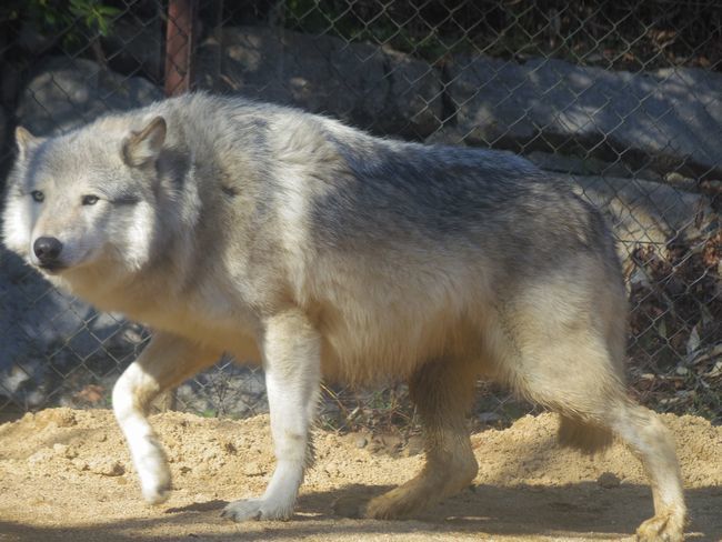 1月6日のとくしま動物園のユウキ_b0014576_22293666.jpg