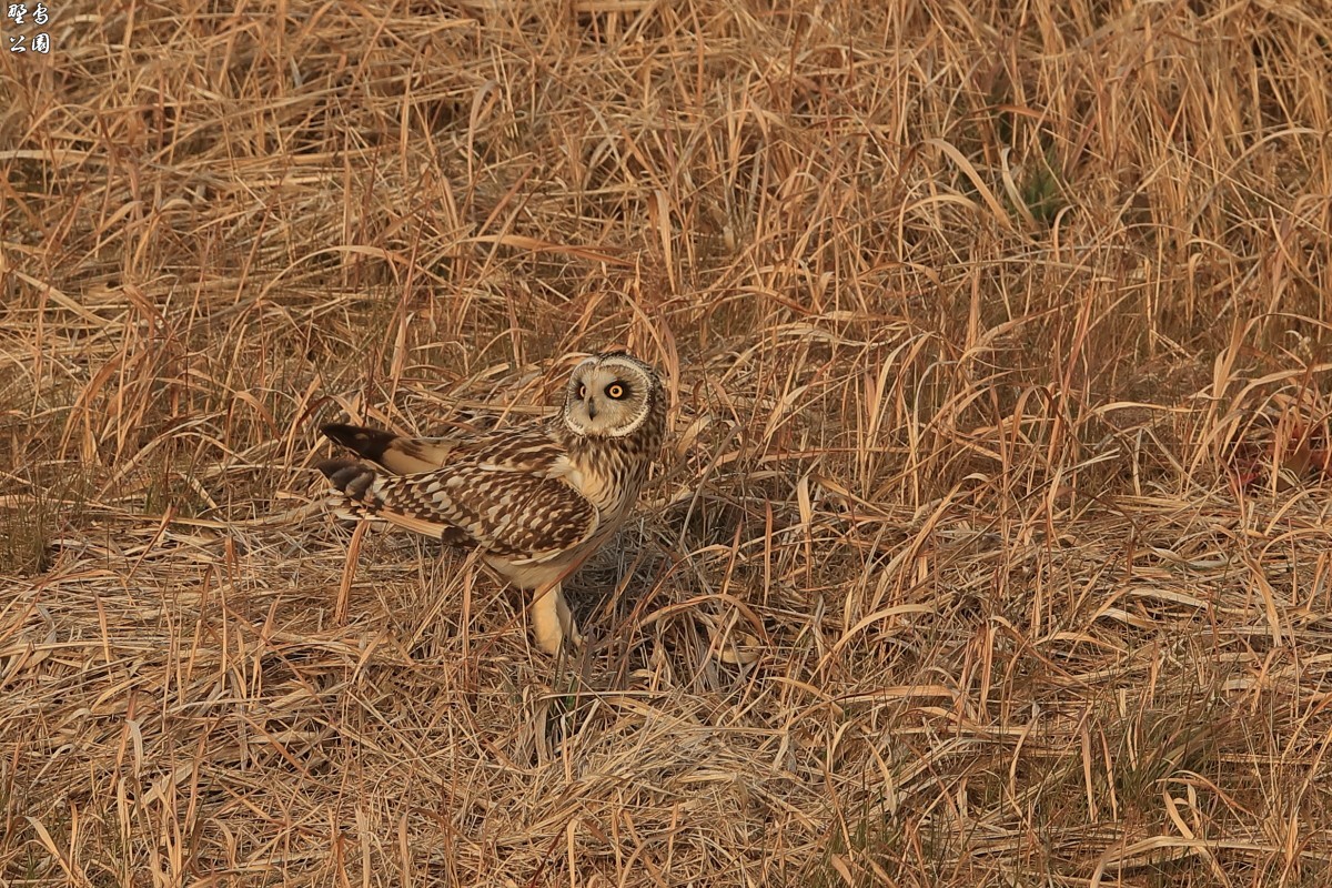 大きな河川敷のコミミズク_c0352582_23224438.jpg