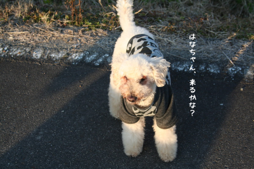 a0216583_10031118.png