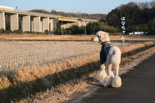 a0216583_10031628.png
