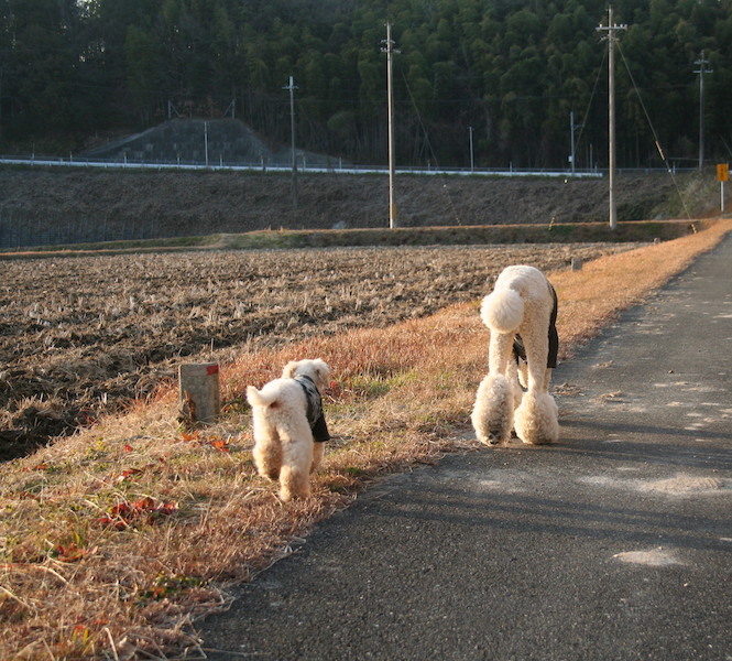 お散歩〜第二陣〜_a0216583_10035291.jpg