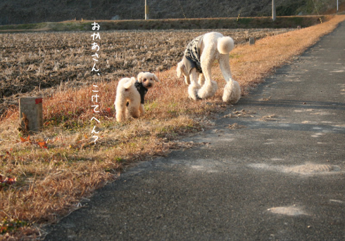 a0216583_10035741.png