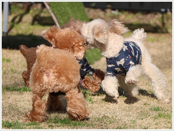 このまま春になってくれたらいいのにね～とは、ちょっと気が早いかな？？来週はまた寒いって！！_b0175688_21034073.jpg