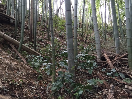 a0310702_23421245.jpeg