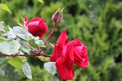 f0325309_17260400.jpg