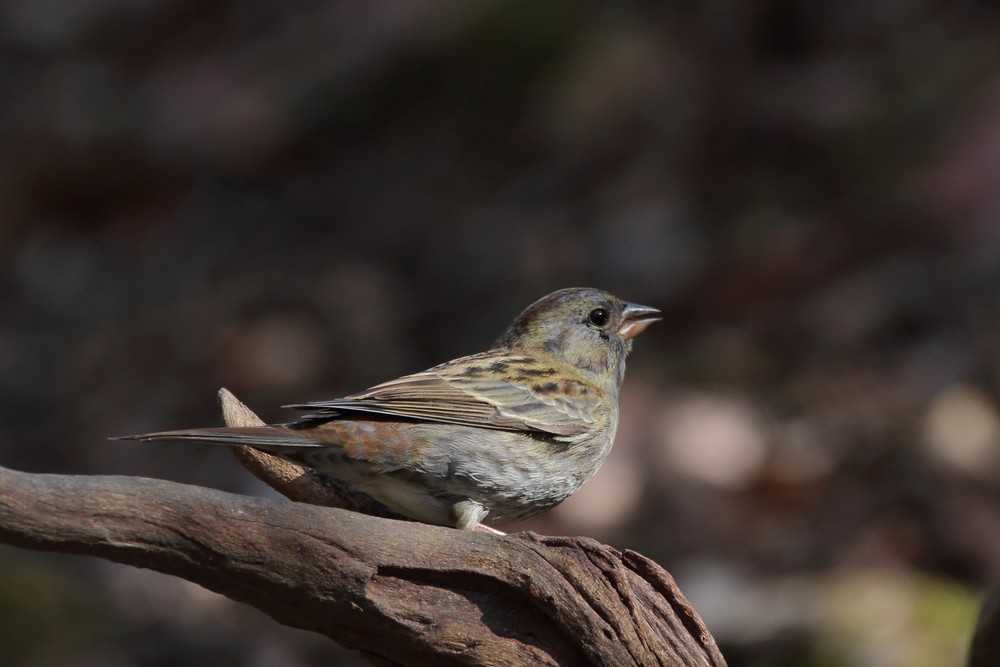 今日の鳥見（2018年1月19日）_f0235311_21034536.jpg